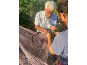 Yanan ormanların ardından Manavgat’ta yılan hareketliliği