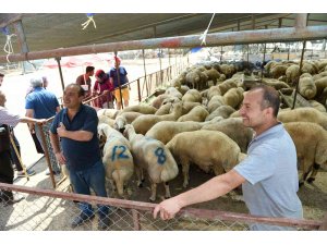 Seyhan’da "ücretsiz kurban kesim" hizmeti