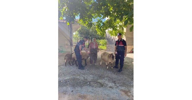 Kaybolan koyunlarını jandarma buldu