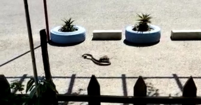 Farenin yavrusunu kapan yılanla mücadelesi