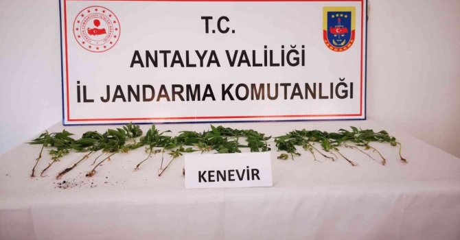 Bahçesinde kenevir ekimi yapan şüpheli yakalandı