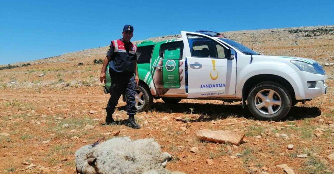 Yol kenarına hayvan leşi atan şahsa yaptırım uygulandı