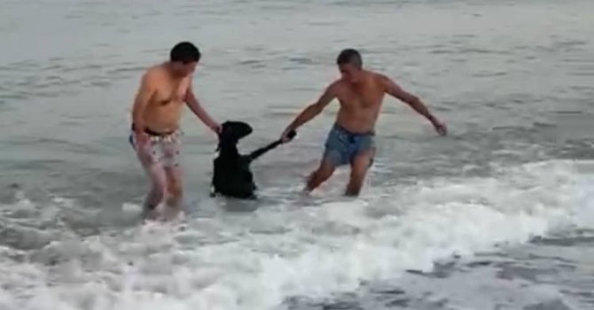 Kurbanlık keçi denize atladı, yüzerek kaçmaya çalıştı