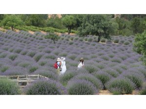 Lavanta Kokulu Köy’de sezon devam ediyor