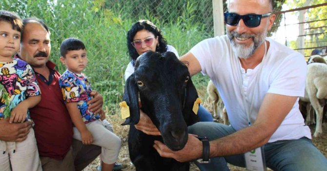 Denize atlayan keçi ’Ferdinand’a arkadaş olacak