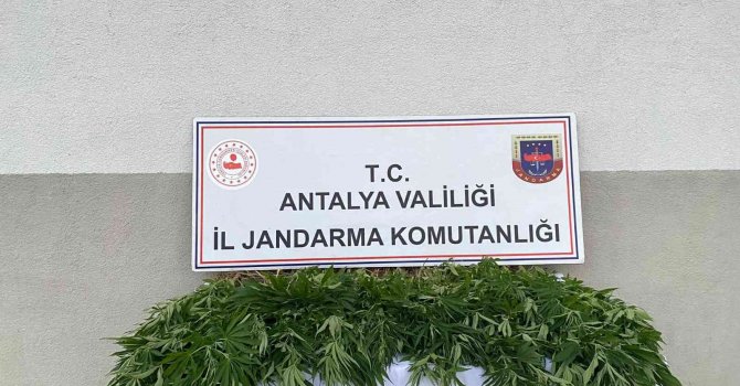 Tapulu arazilerinde kenevir yetiştiren şüpheliler yakalandı