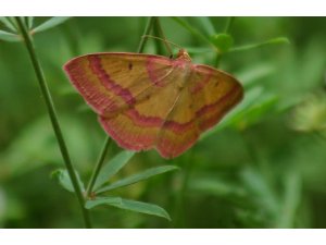 Türkiye’de ilk defa görülen kelebek türü fotoğraflandı