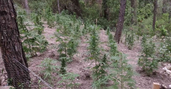 Sumbas’da 120 kök Hint keneviri ele geçirildi