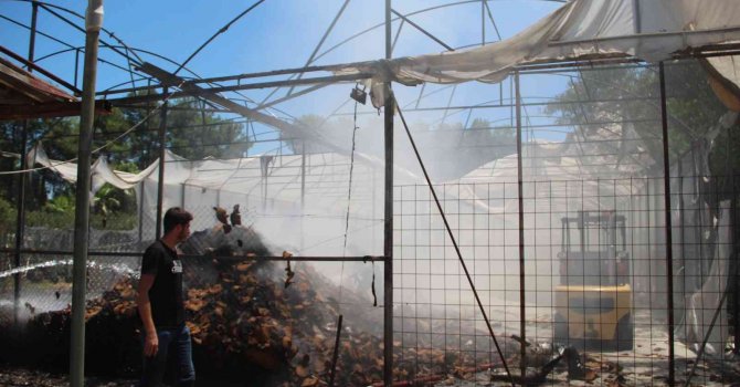 Çim üretim firmasının serasındaki yangın korkuttu