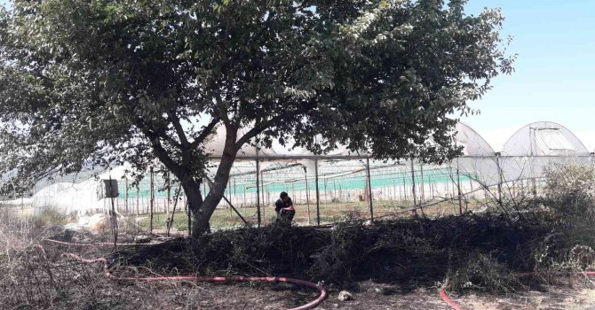 Antalya’da makilik alanda çıkan yangın seralara zarar verdi