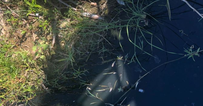 Antalya’da otel lojmanından gelen atık su balık ölümlerine neden oldu
