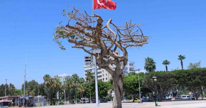 Mersin’deki asırlık ağacın zehirlenmesiyle ilgili 3 şüpheli gözaltına alındı