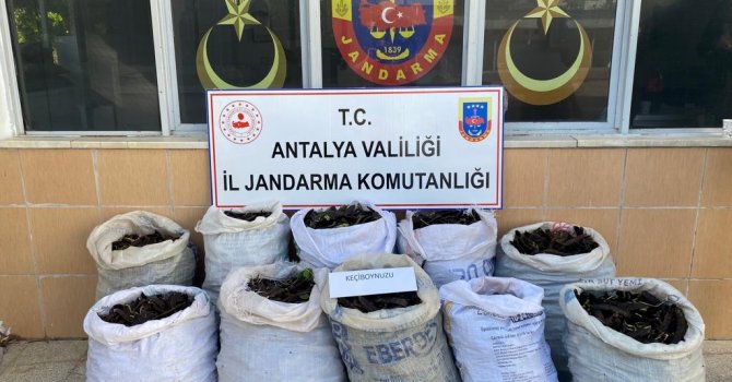 Keçiboynuzu hırsızları suçüstü yakalandı