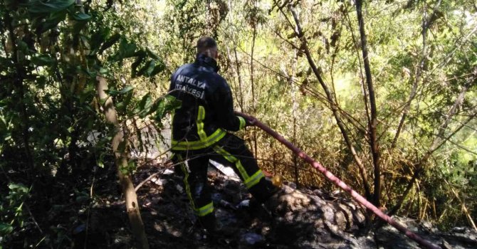 Alanya’da 1.5 dönüm ormanlık alan kül oldu