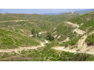 Geçen yıl yanan ormanlık alan küllerinden yeniden doğdu