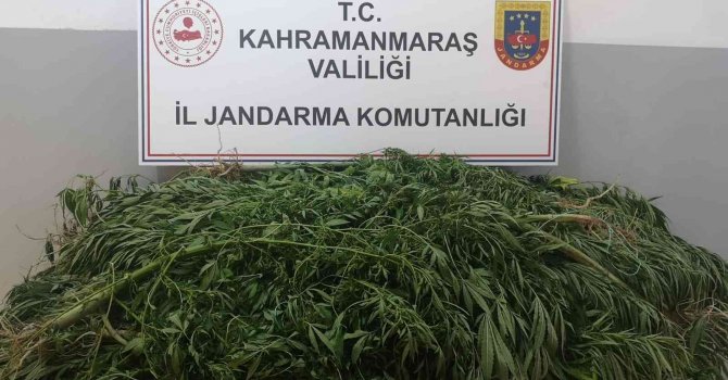 Kenevir yetiştiren şüpheli gözaltına alındı