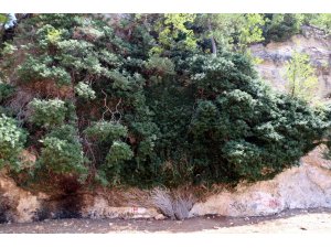 4 bin yıllık dev sarmaşık zamana direniyor