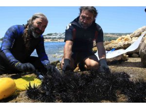Akdeniz’de dikenli zehirli deniz kestanesi istila hızı yüzde 108