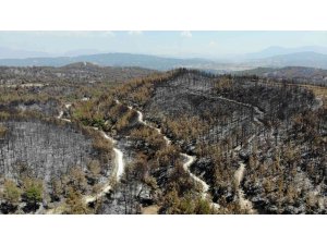 Orman yangınlarına keçiboynuzlu tampon bölge önerisi