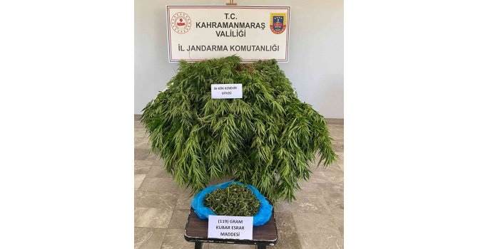 Orman arazisinde kenevir yetiştirirken yakalandı