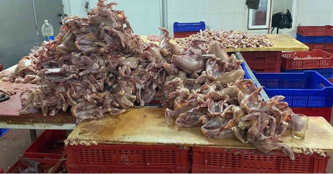 Ağızlarında sigara, üstleri çıplak tavuk kestiler, bir de oynadılar