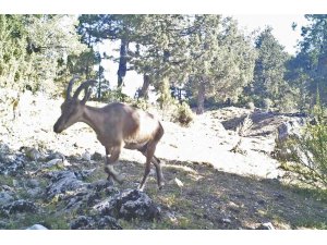 Yaban keçileri Burdur’a uyum sağladı