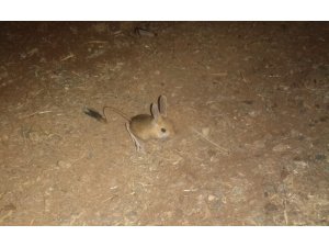 Dünyanın en ilginç hayvanlarından kanguru faresi Afşin’de görüldü