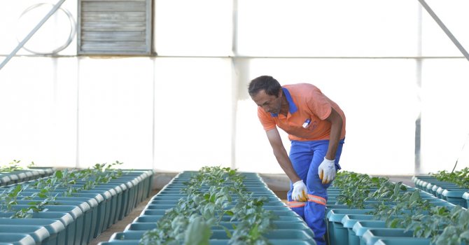 Balkonlar bahçeye dönüşüyor