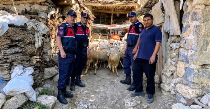 Piyasa değeri yaklaşık 200 bin TL olan hayvanlar üç günde bulundu