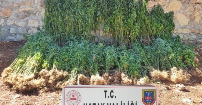Hatay’da 15 bin 750 kök kenevir bitkisi ele geçirildi