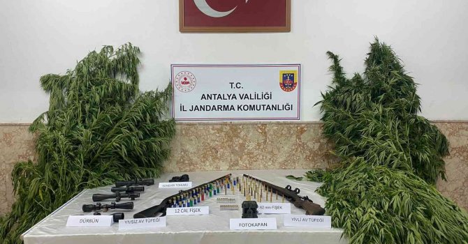 Yasadışı kenevir ekimi yapan şahıslar yakalandı