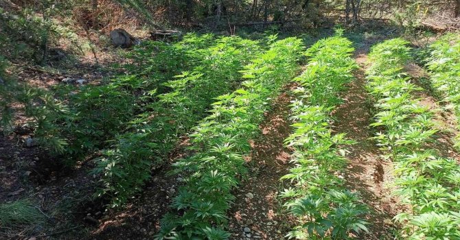 Ormanlık alanı kenevir bahçesine çevirmişler