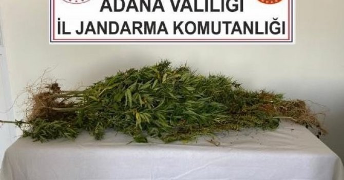 Dere yatağında kenevir yetiştirmiş