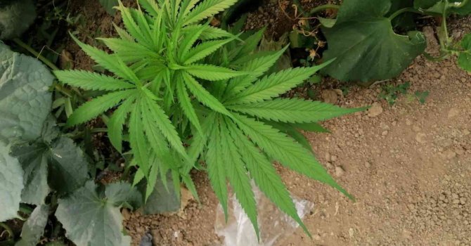 Elmalı’da jandarmadan kenevir operasyonu