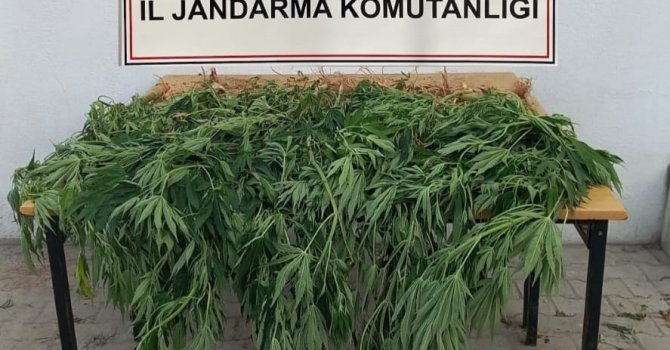 Korkuteli’de jandarma 30 kök kenevir ele geçirdi