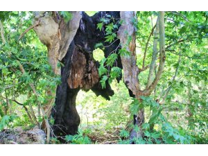 Yıldırım düşen 600 yıllık çınar ağacı yıllara meydan okuyor