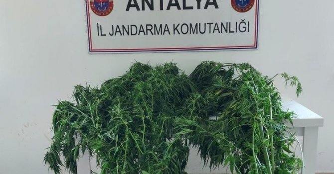 Alanya’da serada 43 kök kenevir ele geçirildi