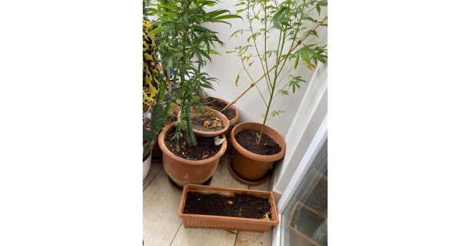 Alanya’da saksıda kenevir ele geçirildi