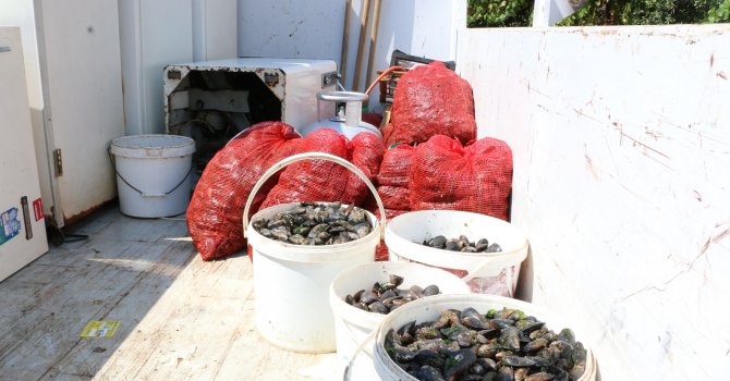 Merdiven altı üretilen 1180 kg midyeye el konuldu