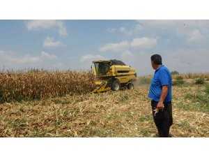 Çukurova’da mısır hasadı başladı