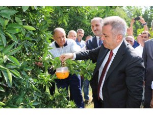 Narenciyede sinek alternatif mücadeleyle yok edilecek