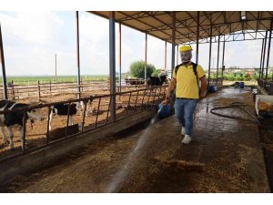 Yüreğir’de vektörle mücadele