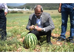 Tarsus’ta hasadı yapılan karpuzlar halka ücretsiz dağıtılacak