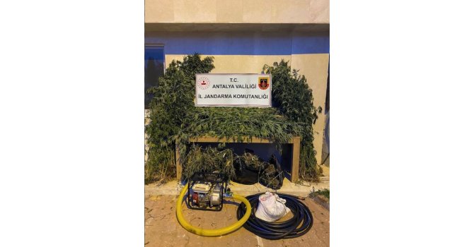 Antalya’da ormanlık alana ekili bin 115 kök kenevir ele geçirildi