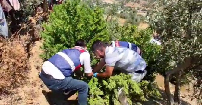 Kızını evlendirmek için kenevir ekmiş