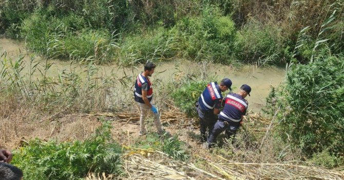 Serik’te sazlık alanda 112 kök kenevir ele geçirildi
