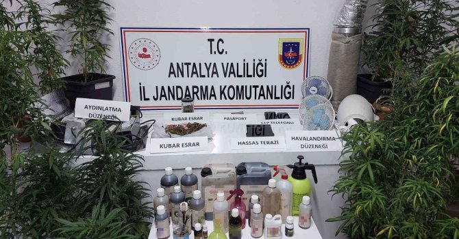 Kumluca’da jandarmadan uyuşturucu operasyonu