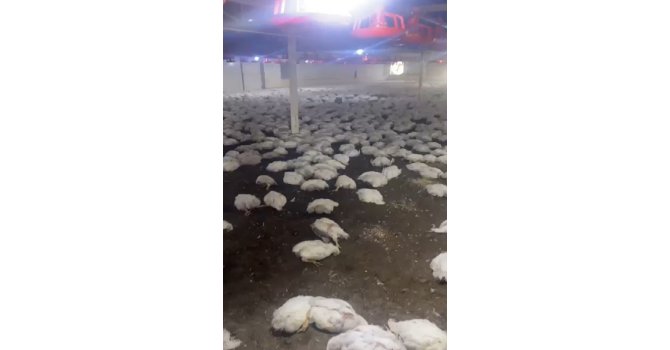 20 bin tavuk telef oldu