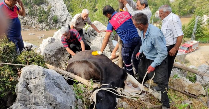 Otlanırken kayaların arasına düşen ineği itfaiye kurtardı