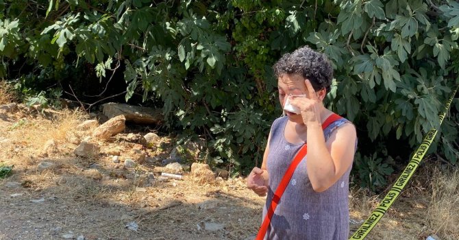 Antalya’da 20 köpeğin zehirlendiği ihbarı